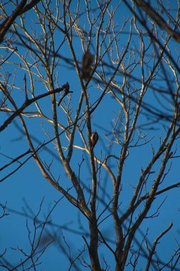 Mavi gökyüzüne karşı ağaç dalları