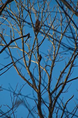 Mavi gökyüzüne karşı ağaç dalları