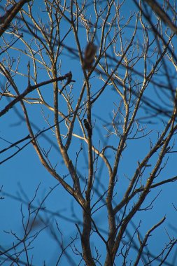Mavi gökyüzüne karşı ağaç dalları