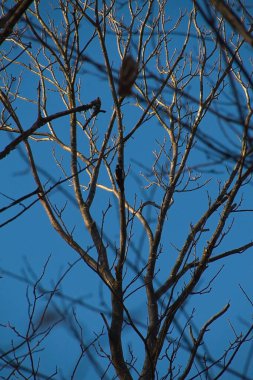 Mavi gökyüzüne karşı ağaç dalları