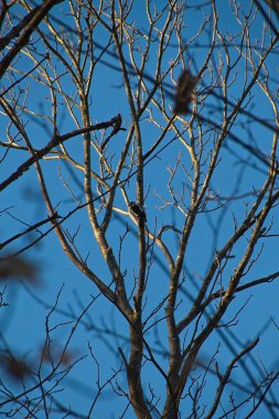 Mavi gökyüzüne karşı ağaç dalları