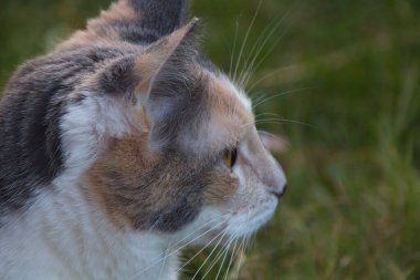 Çimlerin üzerindeki kedi