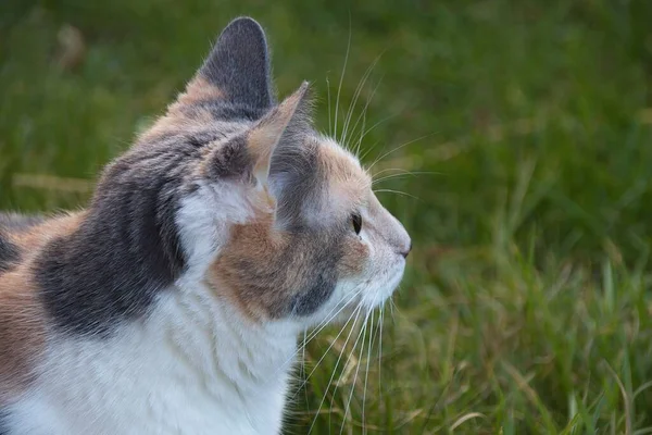 Gato Grama — Fotografia de Stock