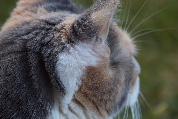 Gato Grama — Fotografia de Stock