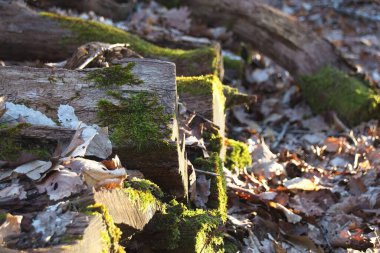 Ormandaki ağaçta yosun.