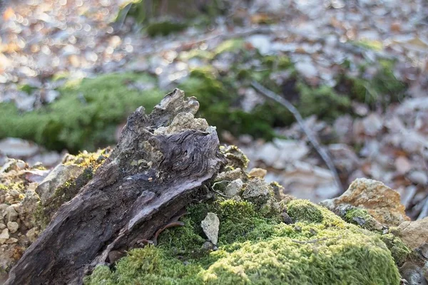 Ormandaki Ağaçta Yosun — Stok fotoğraf