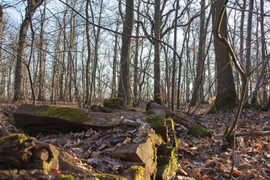 Sonbahar yaprakları yerde.