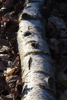Sonbahar yaprakları yerde.
