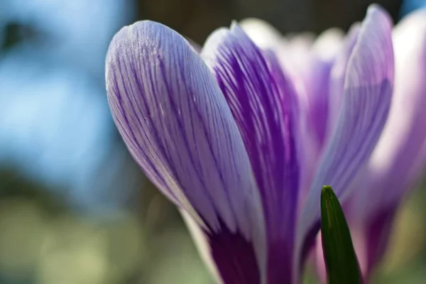 Crocus Roxo Jardim — Fotografia de Stock