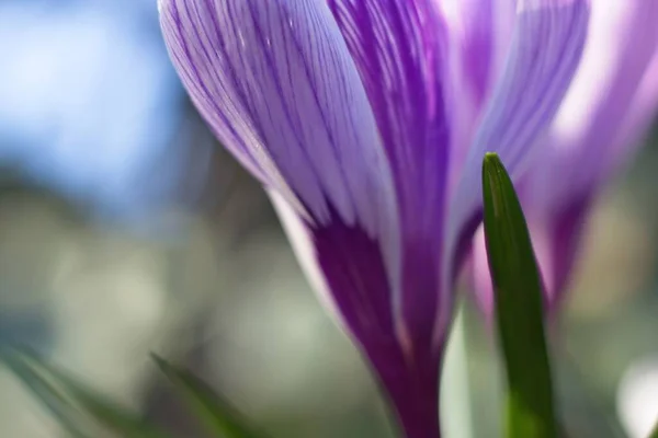 Фиолетовый Крокус Саду — стоковое фото