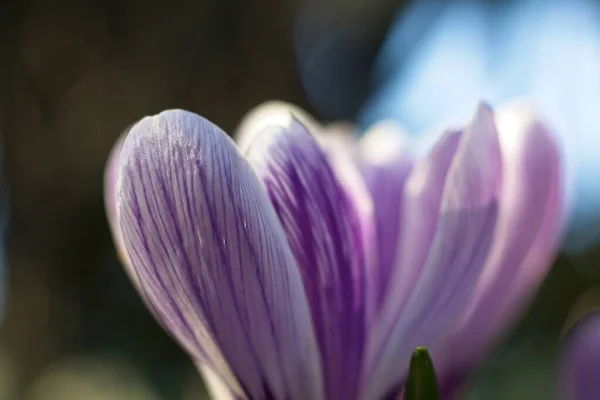 Crocus Roxo Jardim — Fotografia de Stock