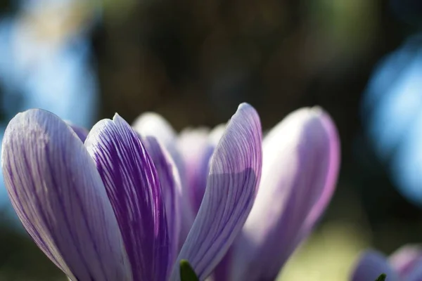 Crocus Roxo Jardim — Fotografia de Stock