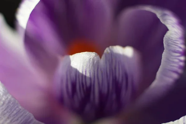Фиолетовый Крокус Саду — стоковое фото