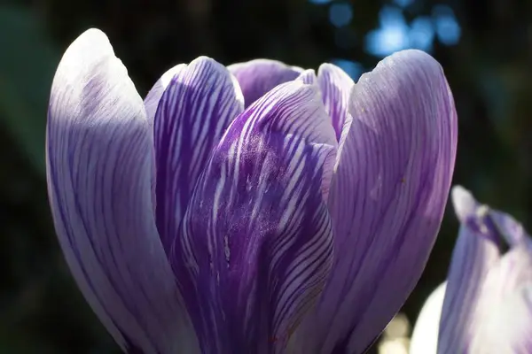 Crocus Roxo Jardim — Fotografia de Stock