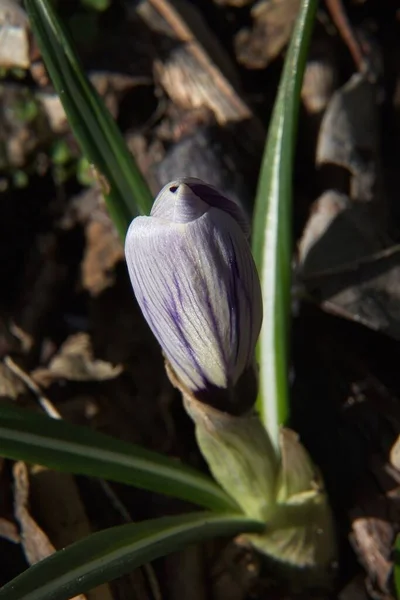 White Crocus Flower Garden — Stock Photo, Image