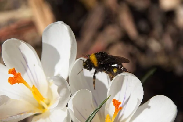 Méh Egy Fehér Crocus Virág — Stock Fotó