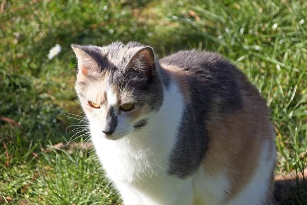 Çimlerin Üzerindeki Kedi — Stok fotoğraf