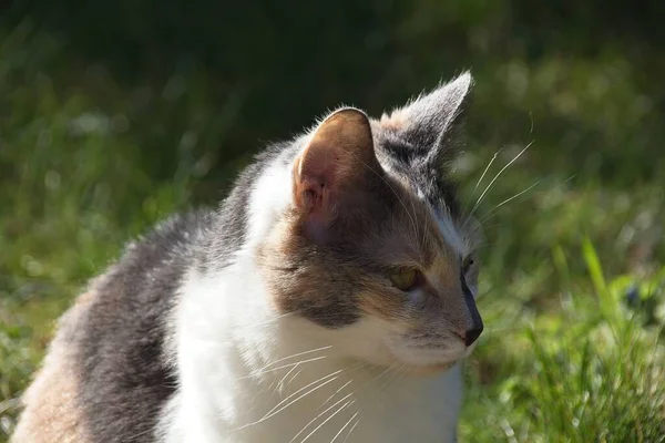 Katt Gräset — Stockfoto