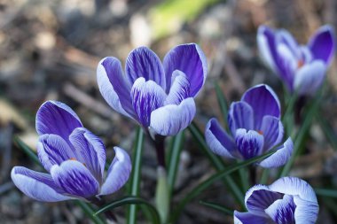 Bahçedeki mor çiçek.