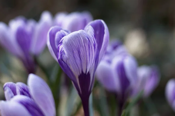庭の紫色のクロッカスの花 — ストック写真