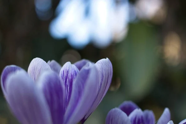 Flor Croco Roxo Jardim — Fotografia de Stock