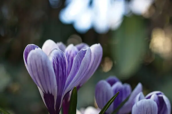 Фиолетовый Цветок Крокус Саду — стоковое фото