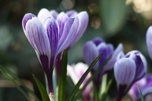 Purple Crocus Flower Garden — Stock Photo, Image