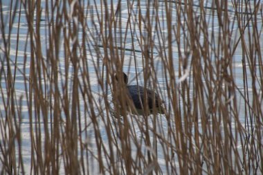Sudaki bir kuş sürüsü.