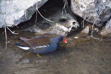 Sudaki bir kuş sürüsü.