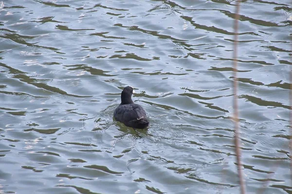 Ein Schwarm Vögel Wasser — Stockfoto