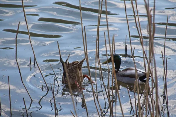 Anatre Sull Acqua — Foto Stock