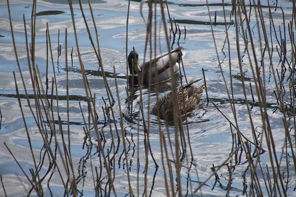 Enten Auf Dem Wasser — Stockfoto