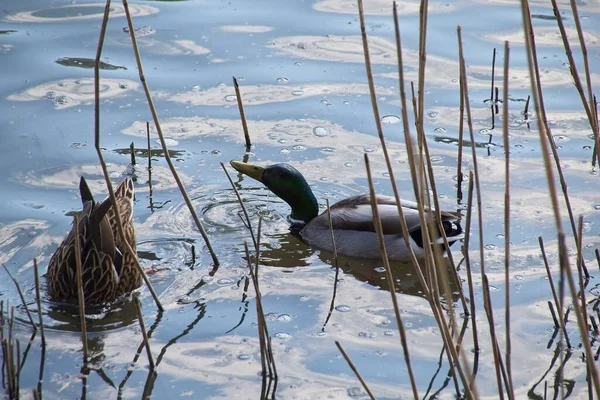 Enten Auf Dem Wasser — Stockfoto