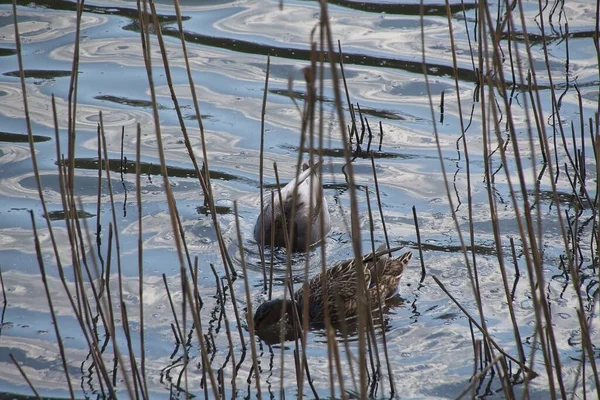 Enten Auf Dem Wasser — Stockfoto