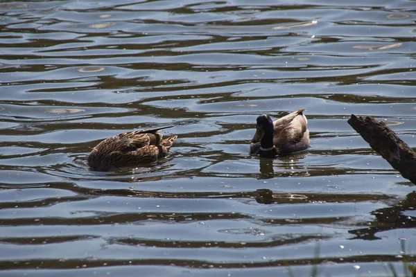 Enten Auf Dem Wasser — Stockfoto