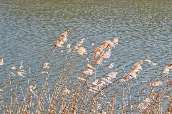 Reeds Water Morning — Stock Photo, Image