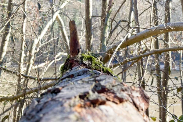 Arbre Dans Forêt — Photo