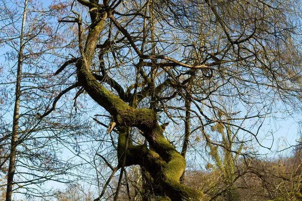 Arbre Dans Forêt — Photo