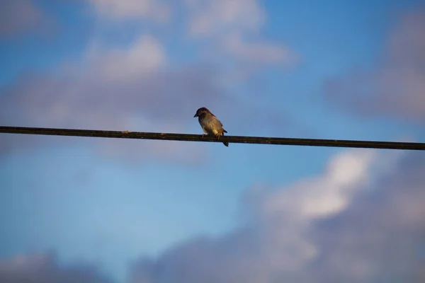 Vogel Een Draad — Stockfoto
