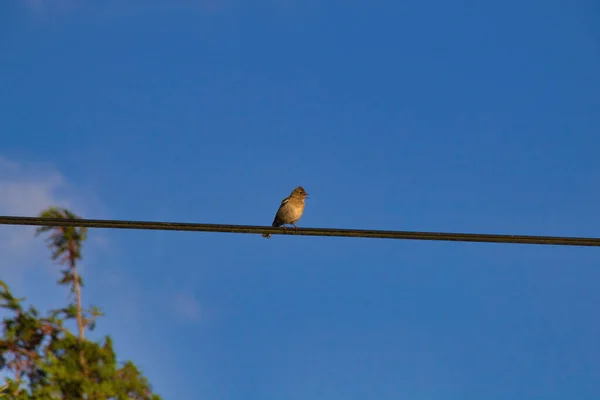 ワイヤーの上の鳥 — ストック写真