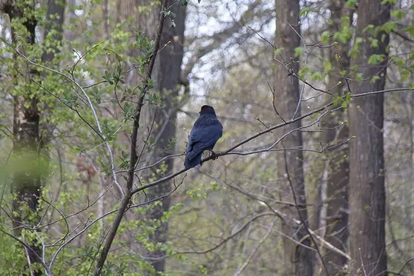 Corbeau Sur Une Branche — Photo