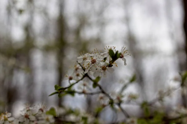 Blühender Baum Frühling — Stockfoto