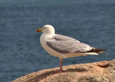 Kayalıklarda martı