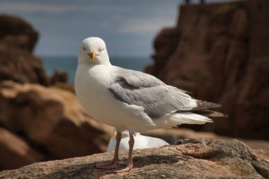 Kayalıklarda martı