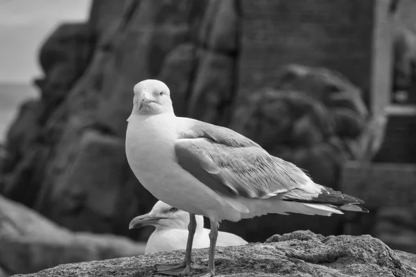 岩石上的海鸥 — 图库照片