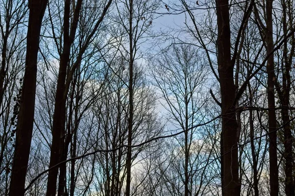 Bomen Het Bos — Stockfoto