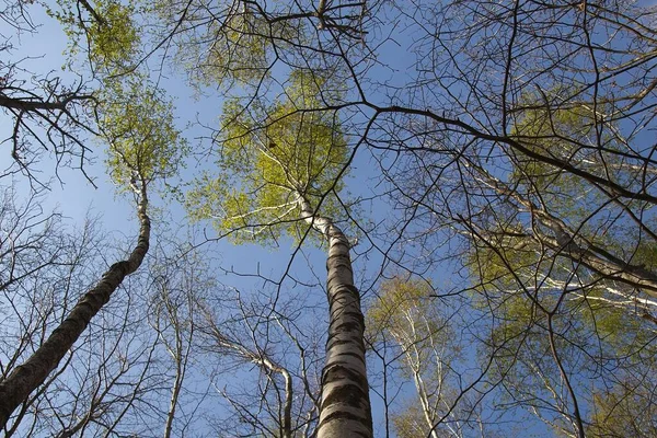 Pohon Pohon Hutan — Stok Foto