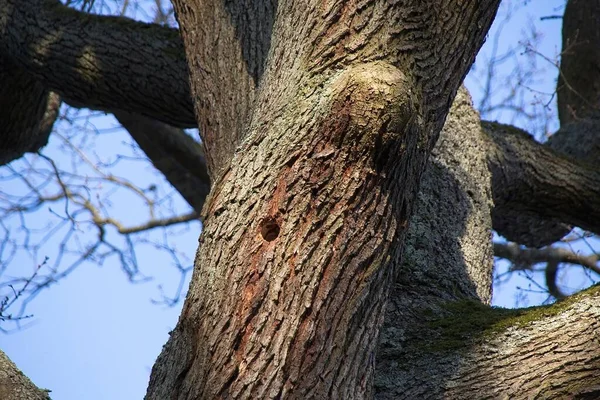 Alberi Nella Foresta — Foto Stock