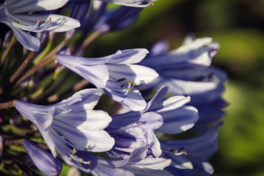 Mavi sümbül 'ü kapat