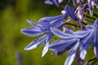 Mavi sümbül 'ü kapat